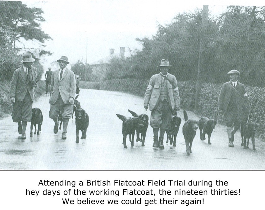 Attending a British Flatcoat Field Trial during the