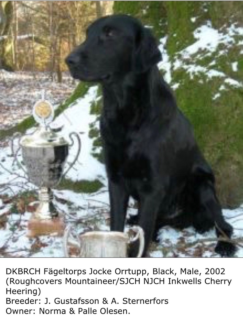 BRCH Fägeltorps Jocke Orrtupp