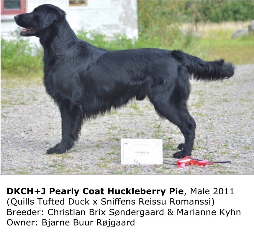 DKCH+J Pearly Coat Huckleberry Pie