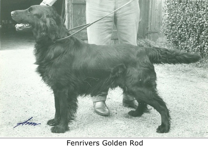 Fenrivers Golden Rod