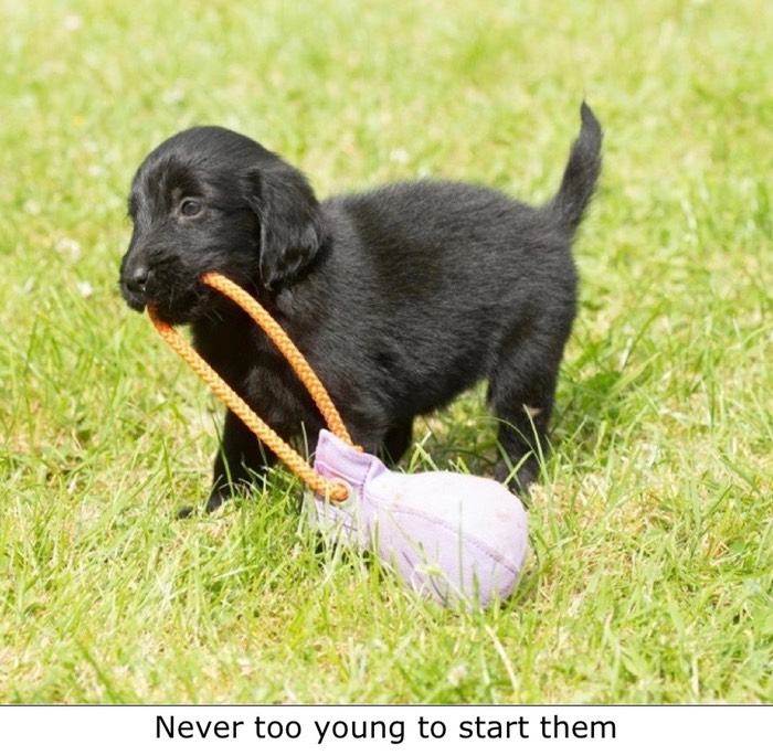 Champdogs flat coated retriever puppies best sale