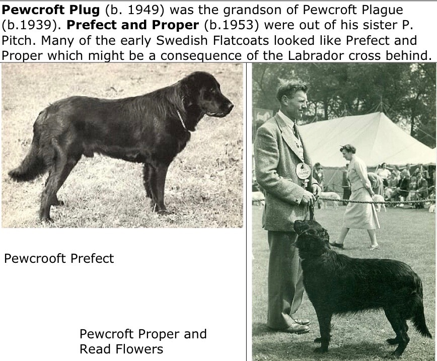 Pewcroft Prefect and Proper