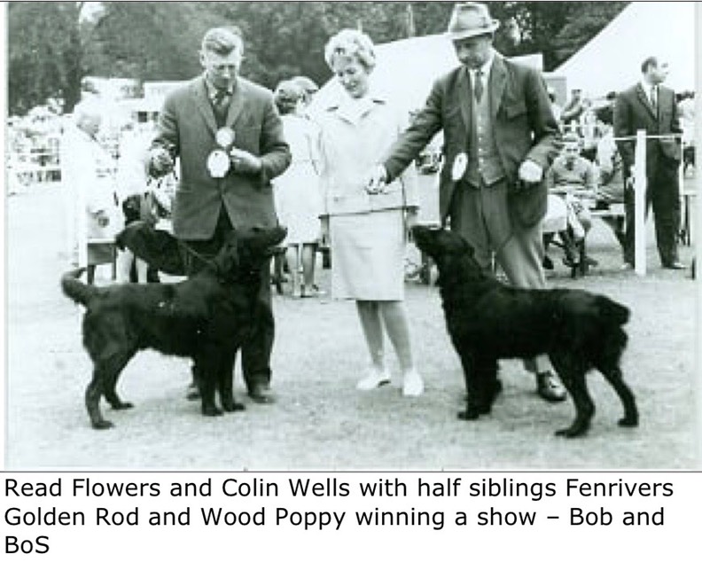 Read Flowers and Colin Wells with half siblings Fenrivers Golden Rod and Wood Poppy winning a show – Bir and Bim