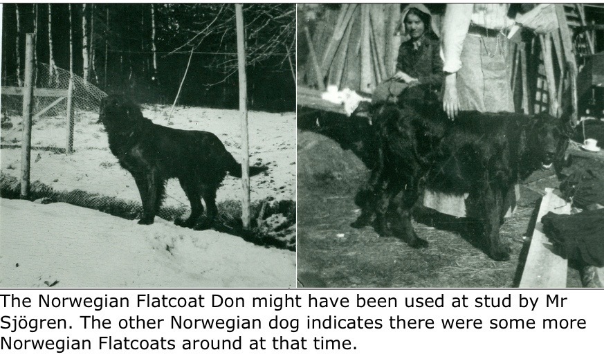 The Norwegian Flatcoat Don might have been used at stud by Mr Sjögren